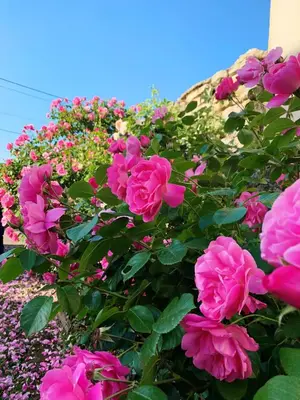 Jardin de l'établissement Chatel de Bierre