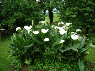 Jardin de l'établissement La Source D'Argammet