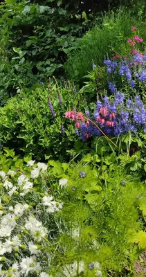 Jardin de l'établissement L'Aristoloche