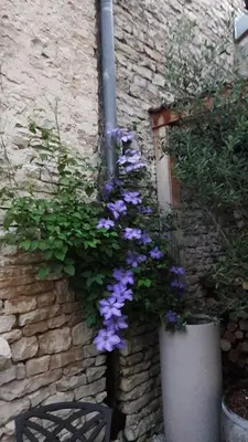 Jardin de l'établissement La Cuvée-Saint-Georges