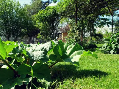 Jardin de l'établissement Le Thé au Jardin