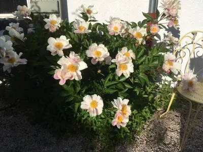 Jardin de l'établissement la Grange de Félicie