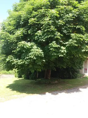 Jardin de l'établissement Meublé de tourisme 
