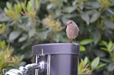 Animaux dans la maison d'hôtes ou à proximité