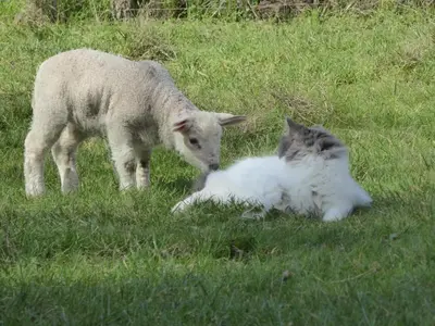 Animaux dans le B&B/chambre d'hôtes ou à proximité