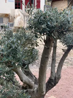 Jardin de l'établissement La Maison Clémenso