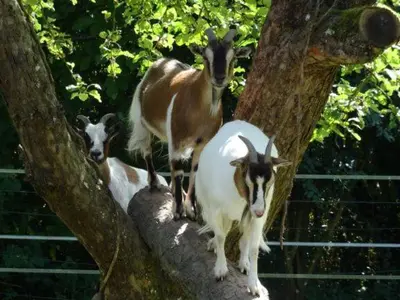 Animaux dans le B&B/chambre d'hôtes ou à proximité