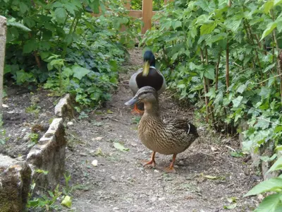 Animaux dans l'appartement ou à proximité