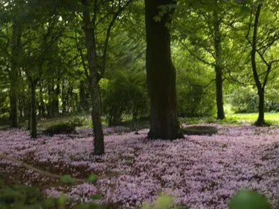 Jardin de l'établissement La Thébaïde