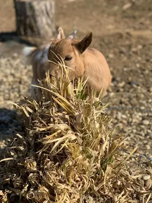 Animaux dans le B&B/chambre d'hôtes ou à proximité