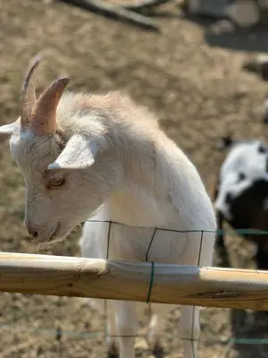 Animaux dans le B&B/chambre d'hôtes ou à proximité