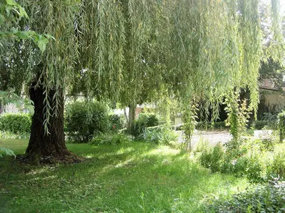 Jardin de l'établissement B&B Les Cistelles