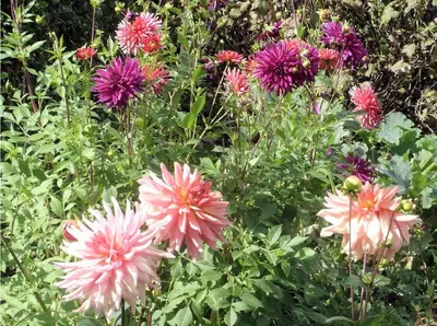 Jardin de l'établissement B&B Les Cistelles