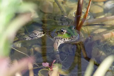 Animaux dans le B&B/chambre d'hôtes ou à proximité