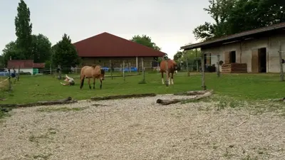 Animaux dans la maison de vacances ou à proximité