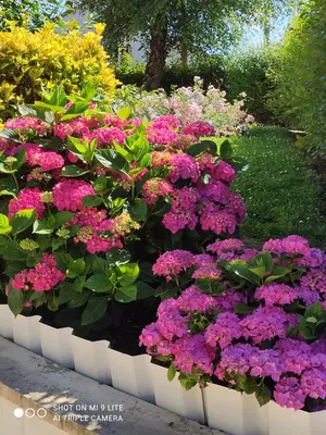 Jardin de l'établissement Chez Jeannette