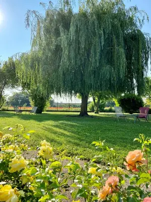 Jardin de l'établissement Hotel l'Orée Des Vignes