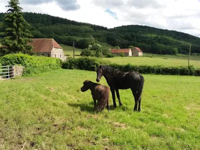Animaux dans la maison de vacances ou à proximité