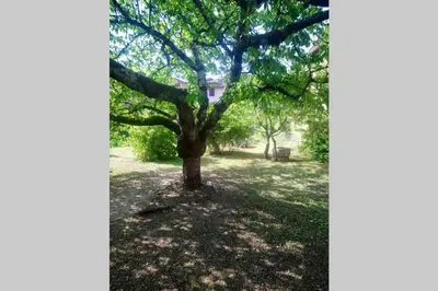 Jardin de l'établissement GITE LE SAINT-AMOUR