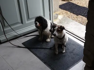 Animal ou animaux domestique(s) séjournant avec des clients dans l'établissement Datcha Bourguignonne, Chambres & Gîte