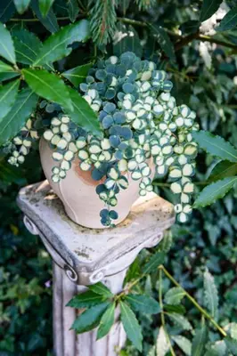 Jardin de l'établissement Manoir-de-Sagy