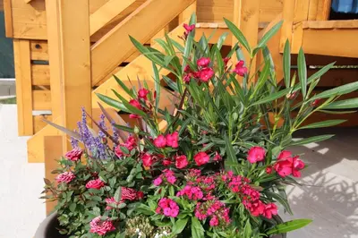 Jardin de l'établissement L'Insolite Jurassienne