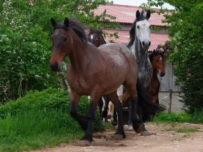 Animaux dans la ferme ou à proximité