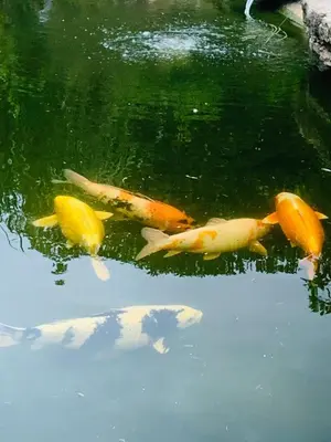 Animaux dans le B&B/chambre d'hôtes ou à proximité