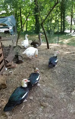 Animaux dans la maison de vacances ou à proximité