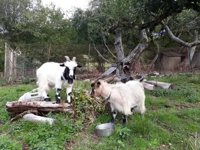 Animaux dans le B&B/chambre d'hôtes ou à proximité