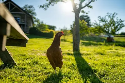 Animaux dans la maison de vacances ou à proximité