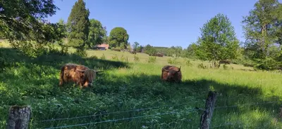 Animaux dans le séjour chez l'habitant ou à proximité