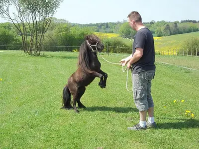 Animal ou animaux domestique(s) séjournant avec des clients dans l'établissement Gite Du Colombier