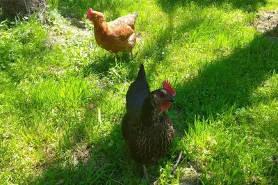 Animaux dans la maison de vacances ou à proximité