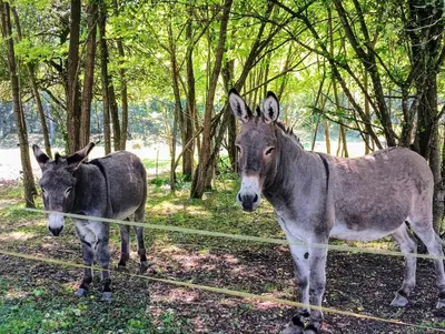 Animaux dans la maison de vacances ou à proximité