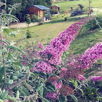 Jardin de l'établissement Le monde d'Echozellia