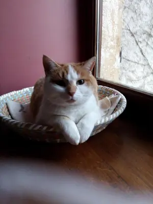 Animal ou animaux domestique(s) séjournant avec des clients dans l'établissement Chambres d'hôtes La Maison d'Après