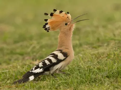 Animaux dans la maison de vacances ou à proximité