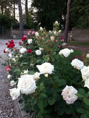 Jardin de l'établissement Le Clos des Roses