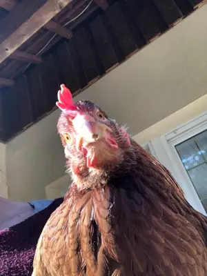 Animaux dans l'appartement ou à proximité