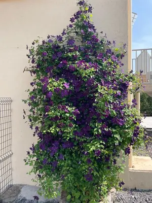 Jardin de l'établissement Gîte de brizolles