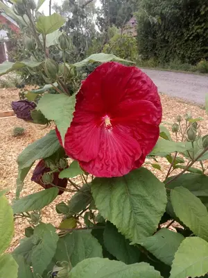 Jardin de l'établissement Gîte au bord de la rivière