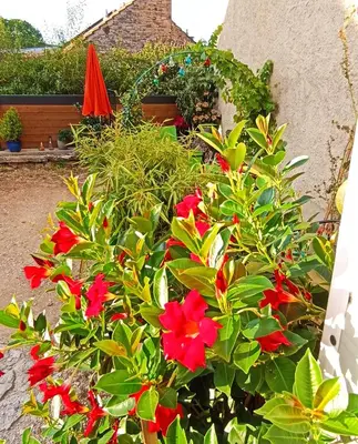 Jardin de l'établissement Gîte Le 16, Sous Les Trémières