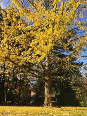 Jardin de l'établissement Gites Graines du Jura