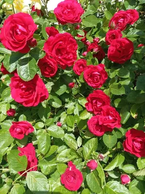 Jardin de l'établissement Cadol'Ain
