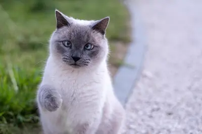 Animal ou animaux domestique(s) séjournant avec des clients dans l'établissement La Maison de Beaume
