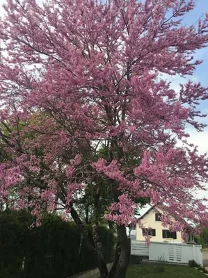 Jardin de l'établissement Ti'KiCaz