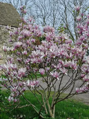 Jardin de l'établissement LES DIVINES BOURGOGNE