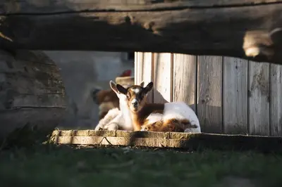 Animal ou animaux domestique(s) séjournant avec des clients dans l'établissement La Suite Bien Être & Luxe au Domaine du Moulin