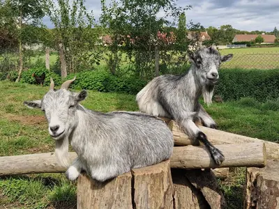 Animaux dans le chalet ou à proximité